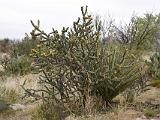 Living Desert State Park : New Mexico